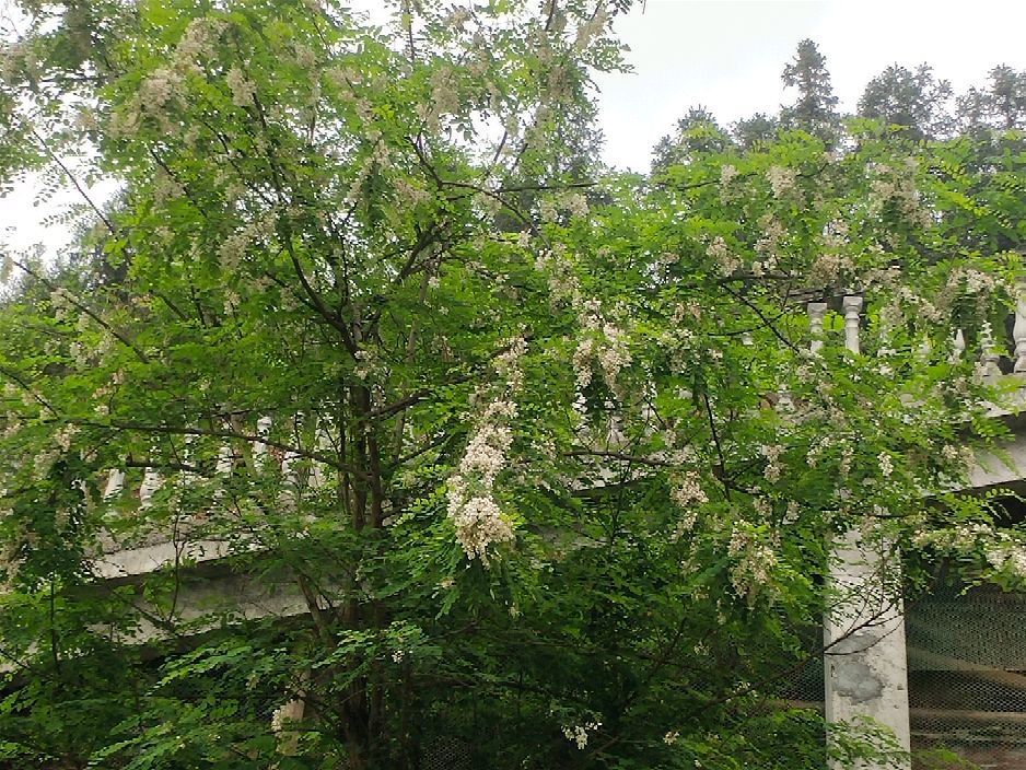 洋槐樹花又漂亮又美味你有貪食嗎