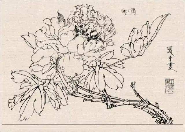 王道中工笔白描花卉欣赏_腾讯新闻