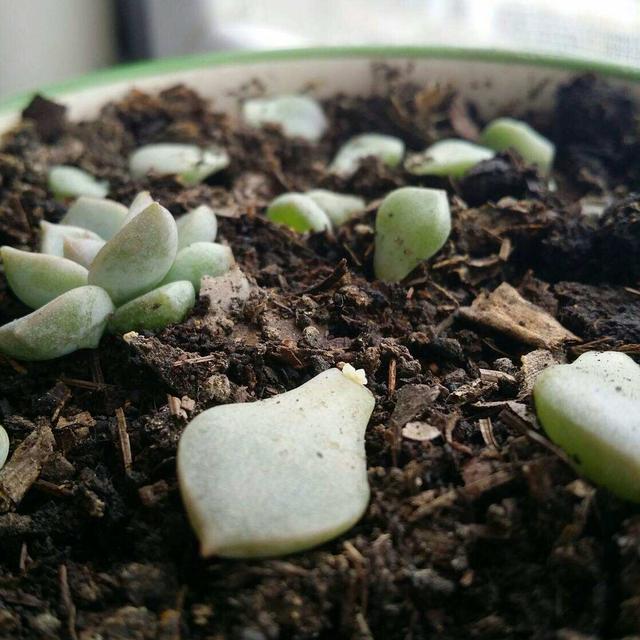 不会养多肉 就养1盆白牡丹 叶子掉土里就长根长叶变别致老桩 腾讯新闻