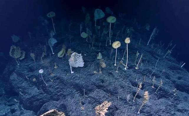 海底一萬米有多麼恐怖?在8200米的深度已經沒有魚類生存了