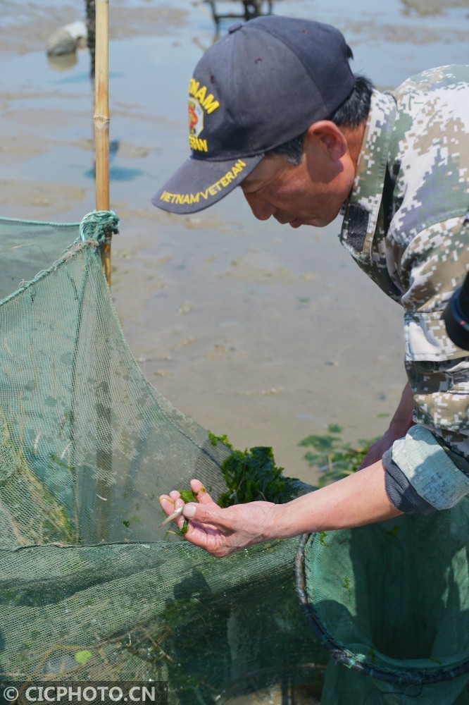 春捕青岛四小海鲜之蚝艮鱼