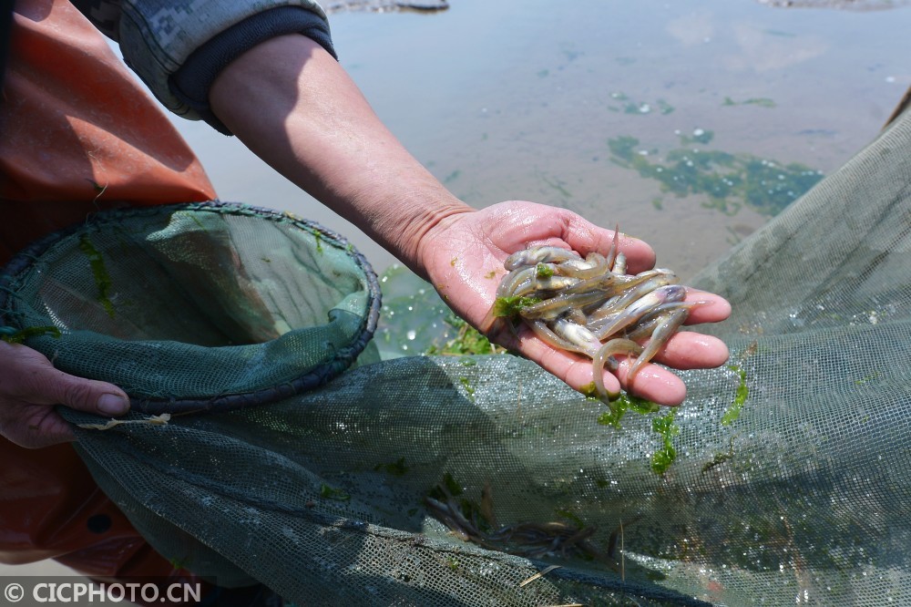 春捕青岛四小海鲜之蚝艮鱼