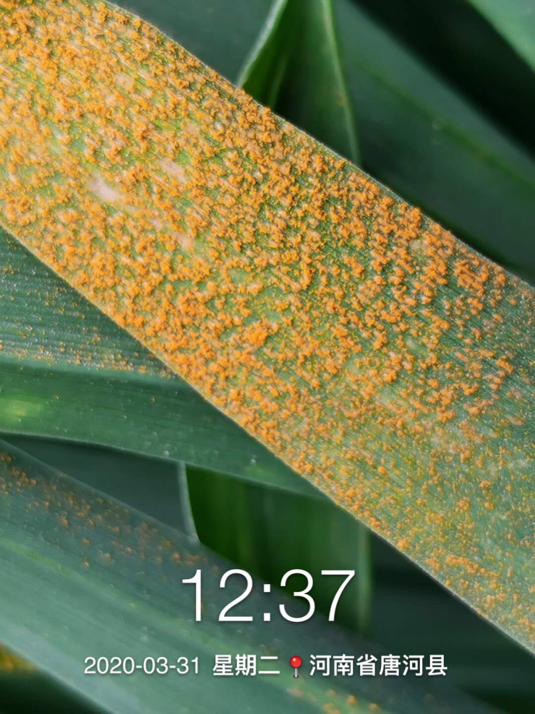 小麦锈病究竟是一种怎样的病症如何有效防治呢
