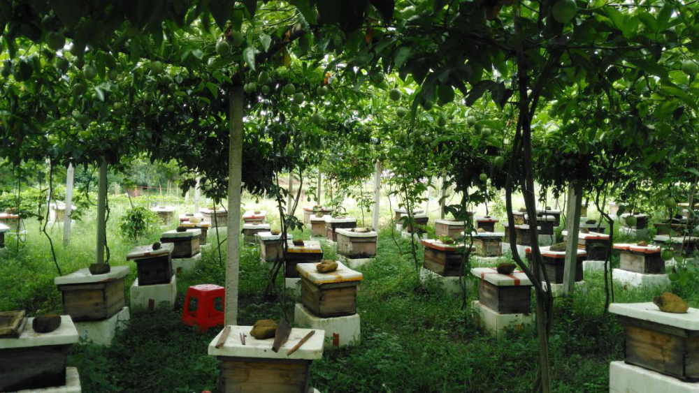 百香果棚下养蜜蜂