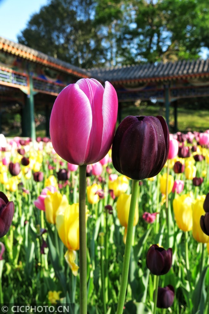 北京鬱金花盛開春色滿園