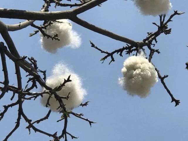 萌呆了沙溪网红树挂满棉花糖五一来打卡吗