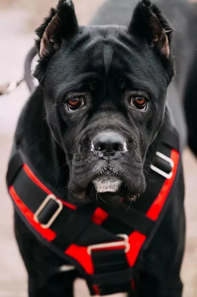 一品御前带刀护卫卡斯罗