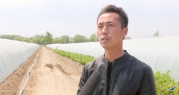 郸城县秋渠乡:发展高效农业种植 带动群众增收致富