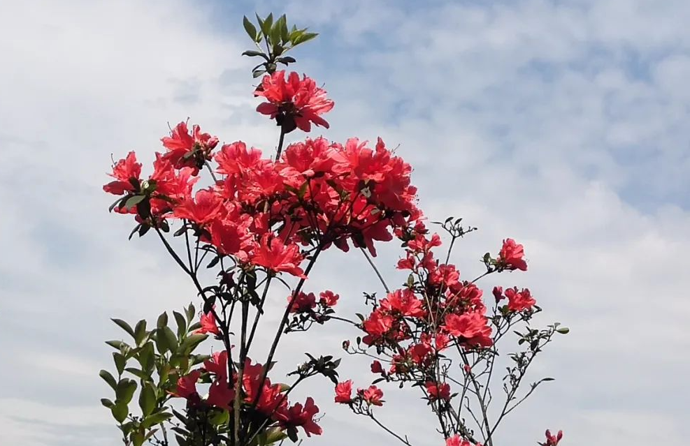 白马新村的杜鹃花已经开了 红的惹人喜爱 腾讯新闻