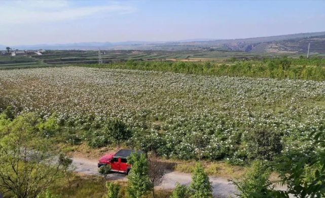 在监军街办西寨村中药材基地,永寿村东运动休闲园牡丹盛开,蜜蜂在花丛