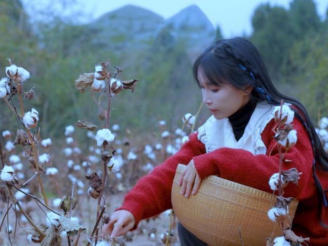 李子柒带动最美中国风采菊东篱下悠然见南山