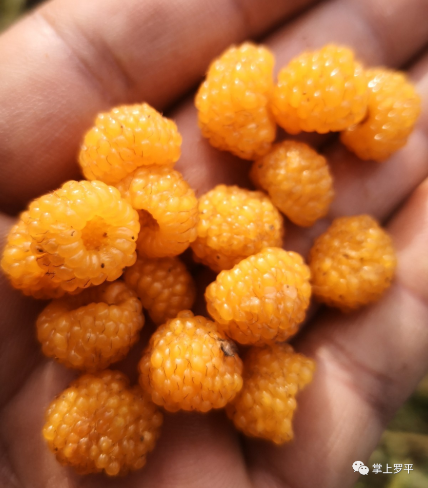 黄泡熟了!来罗平,我带你上山摘黄泡