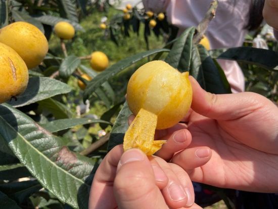 重庆合川区第十四届古楼枇杷节开幕