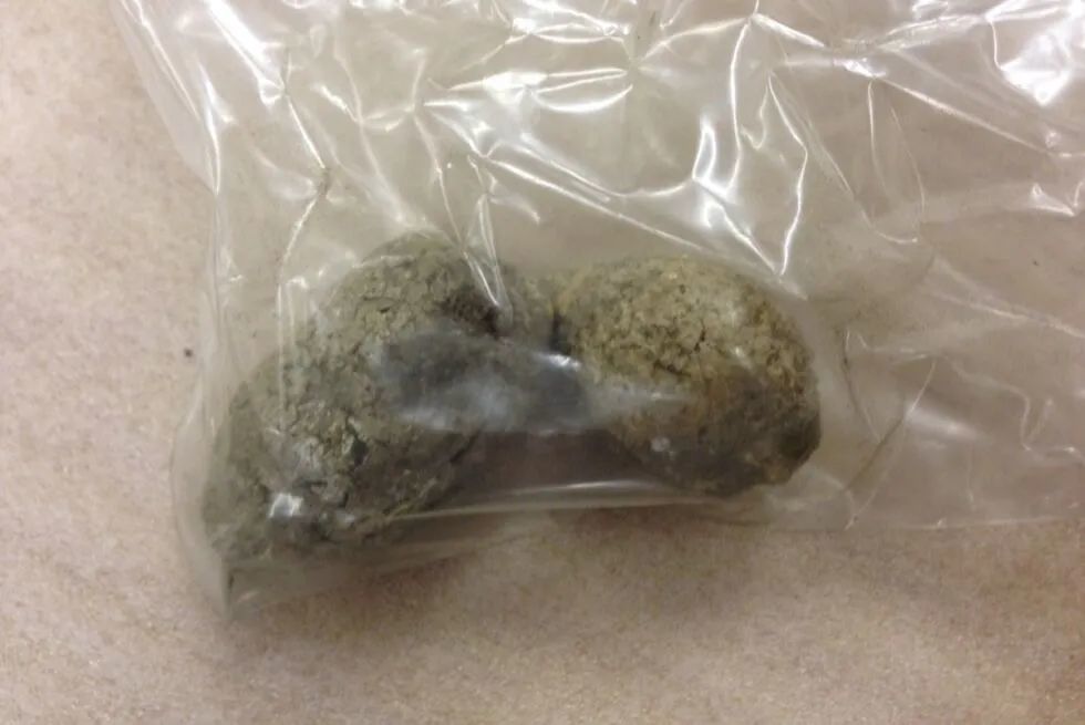 一坨7000年前的粪便如何分辨它来自人还是狗