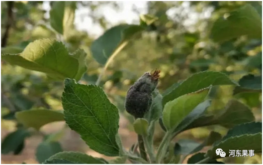 果树|要想叶片长大、果个长大，果树发芽前务必做好这几点