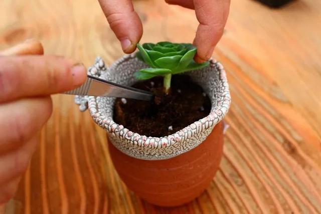 2,栽种当然如果买回来的是裸根多肉,大家也要对根系进行修剪,因为多肉