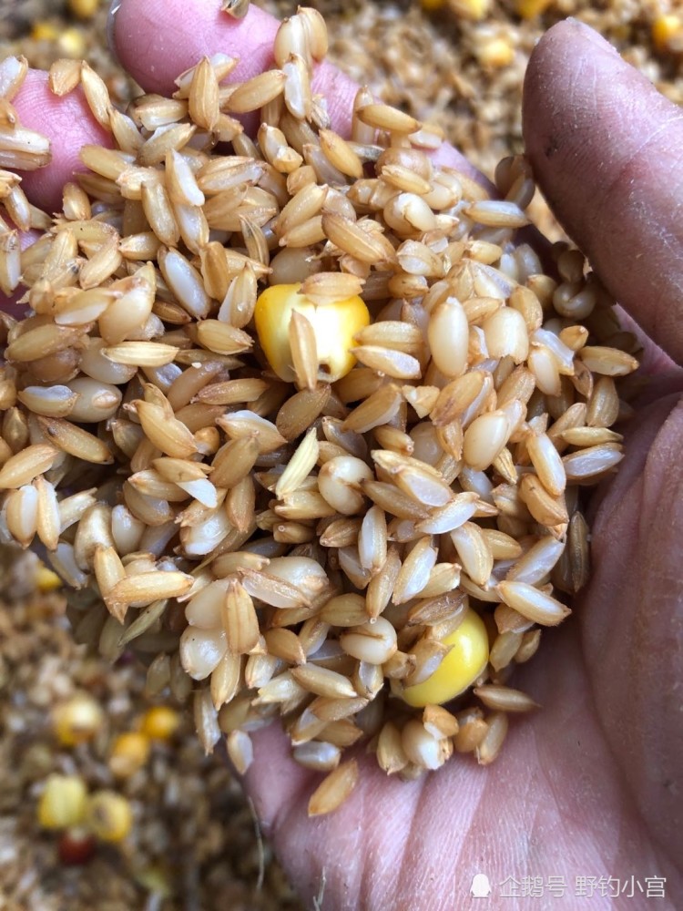 川渝谷麦钓,如何制作谷麦窝料,怎么钓
