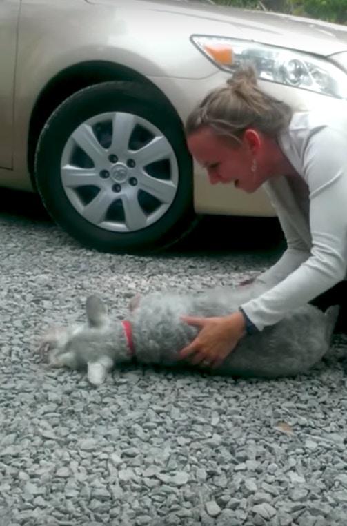 2年不见,狗狗看到主人激动得晕倒,四条腿不停抽搐