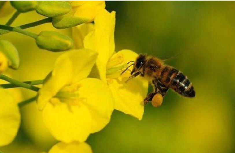 江西蜜蜂秋繁什么时候开始？