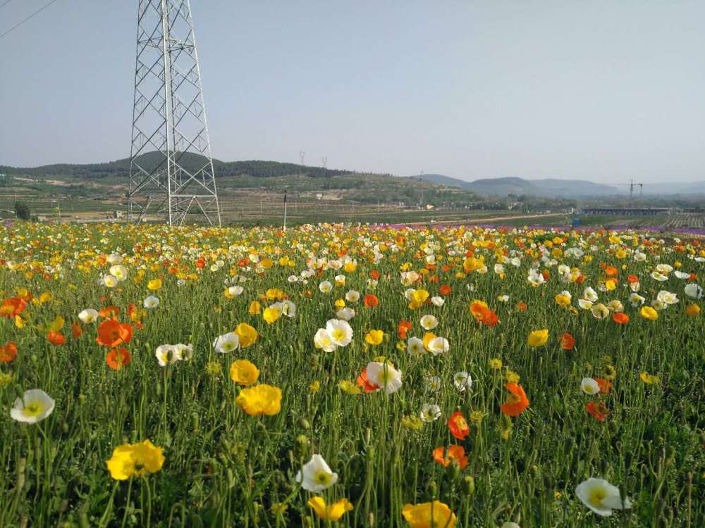 平陰玫瑰小鎮賞花