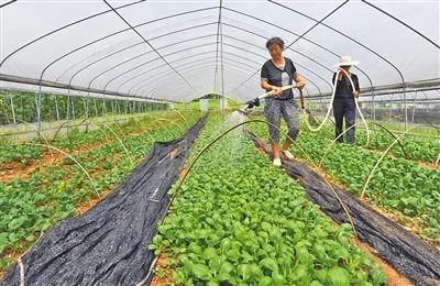 大棚浇水有窍门稍不注意损失大 温室 蔬菜 浇水 大棚 大棚蔬菜
