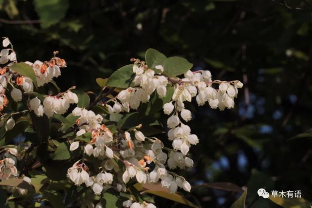 江南越橘摇着满树小铃铛