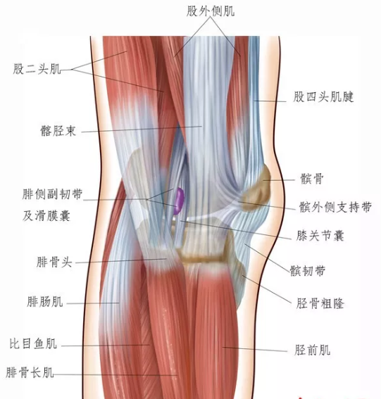 腿部结构图解大全图片