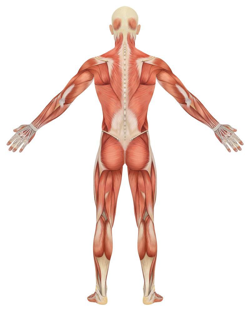 背部挺拔人有气质训练动作多样化全面刺激背部肌群