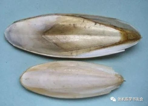 现介绍李佃贵临床常用的一对药对(瓦楞子和海螵蛸),以供同道学习