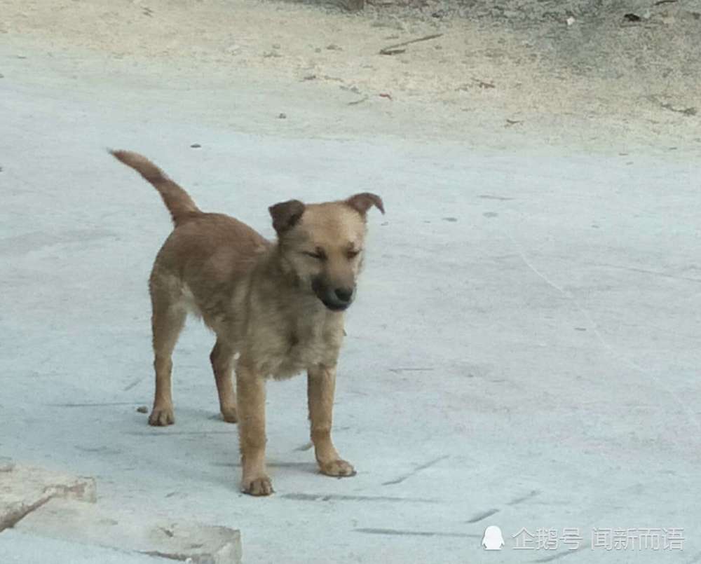 中華田園犬圖鑑來看看土狗土不土