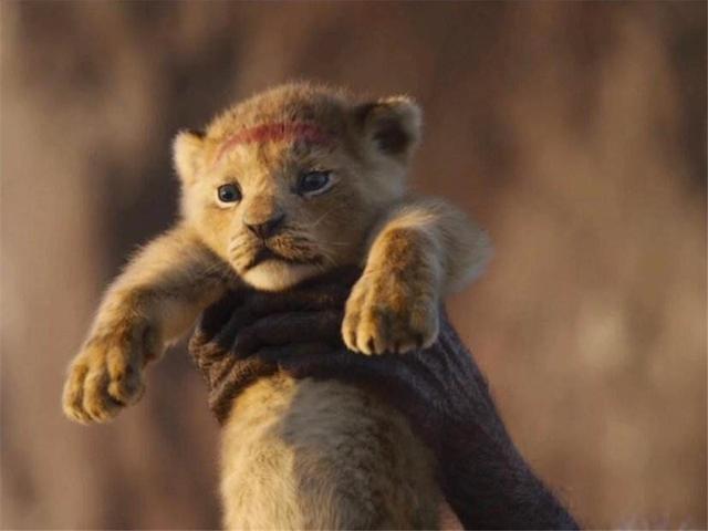 辛巴刚出生的时候就被昭示成为新一代国王.