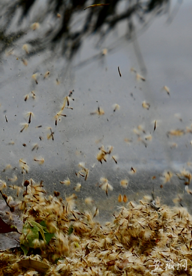 合肥气温升高法梧飞絮惹人烦