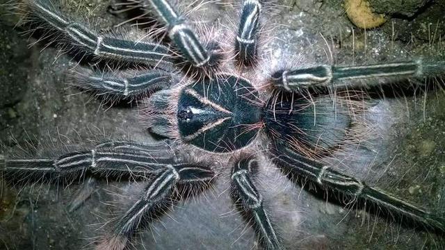 上古遗种,丛林里的凶残杀手一一亚马逊巨人食鸟蛛