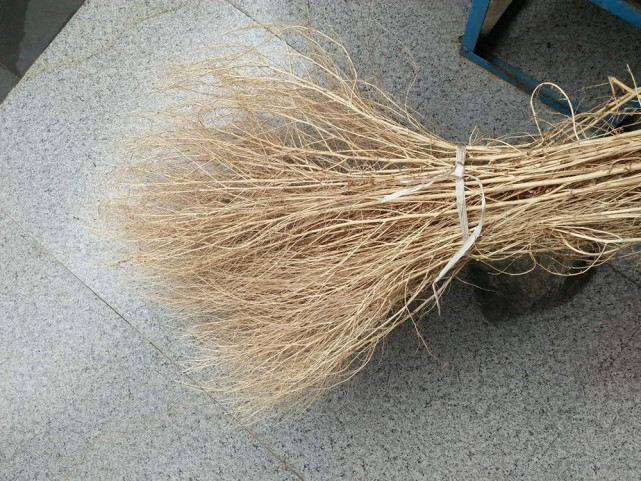 过去常用来做扫帚如今嫩叶成高钙野菜6元一斤见到请挖回家