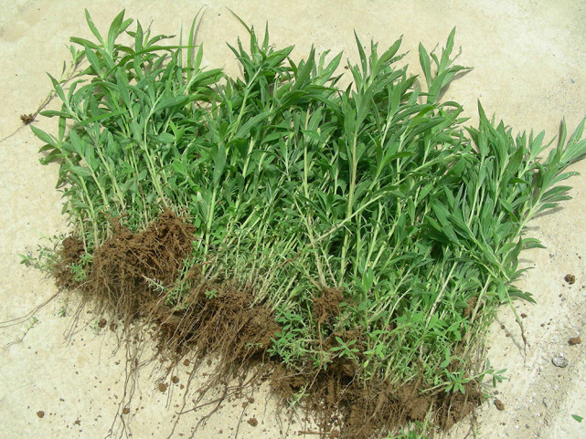 (新鲜采挖的扫帚菜幼苗)不过扫帚菜制成的扫帚不畅销,但它的幼苗和