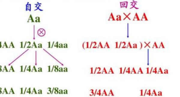 为什么让物种的亲本和子代繁衍后代难道没有伦理道德问题吗