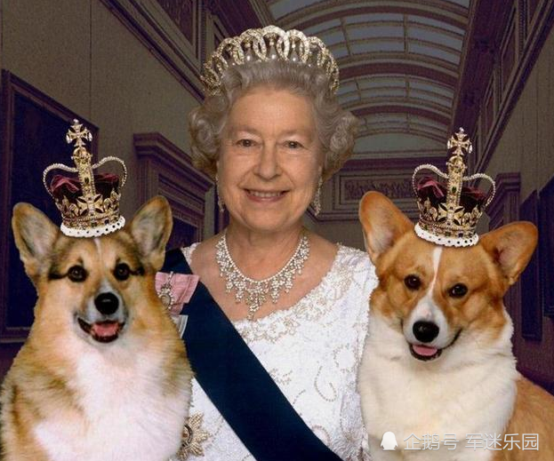 94岁英国女王有多爱柯基犬？从7岁就开始养，群犬绕膝像大型动物园！_腾讯新闻