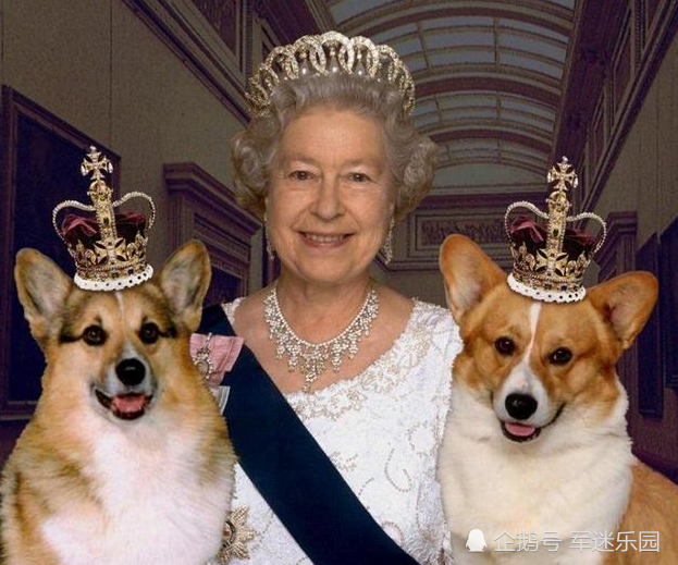 94岁英国女王有多爱柯基犬?从7岁就开始养,群犬绕膝像大型动物园!