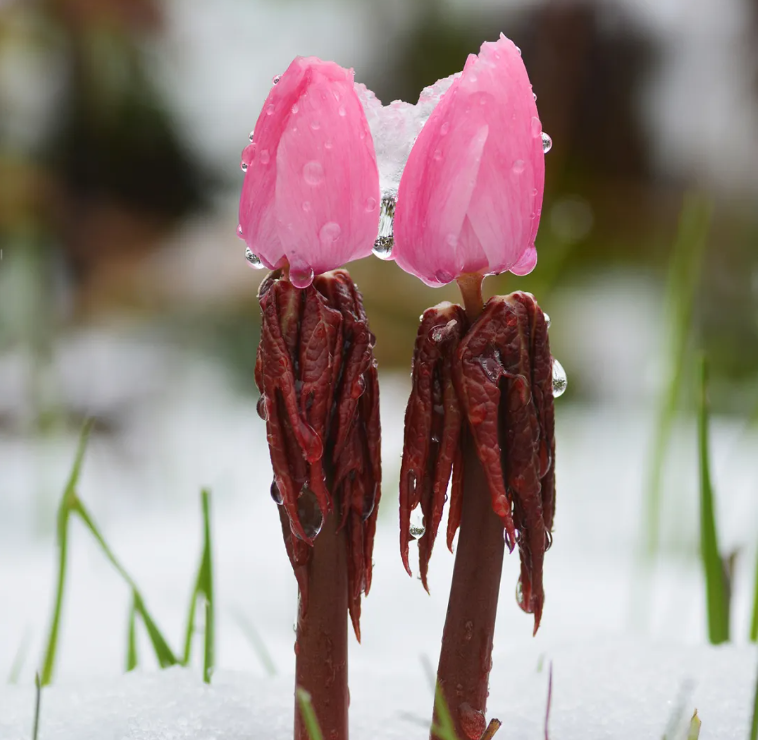 脊椎动物·凹顶泛树蛙:烦!出门总"撞脸"