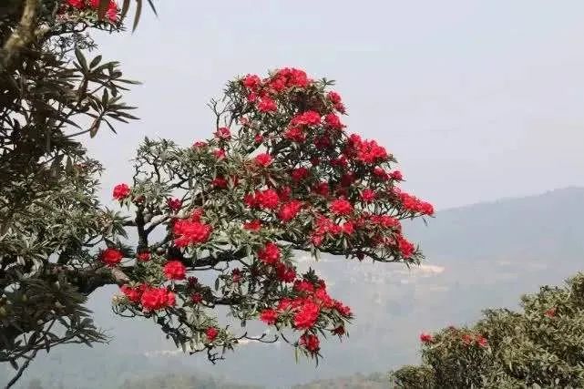 季羡林马缨花赏析(季羡林的马缨花节选)