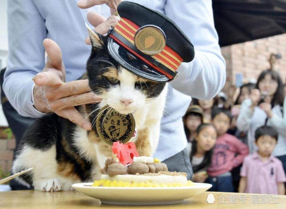 没有做不到只有想不到 猫奴国日本的定制系家居 撸猫也瑟瑟发抖 腾讯新闻