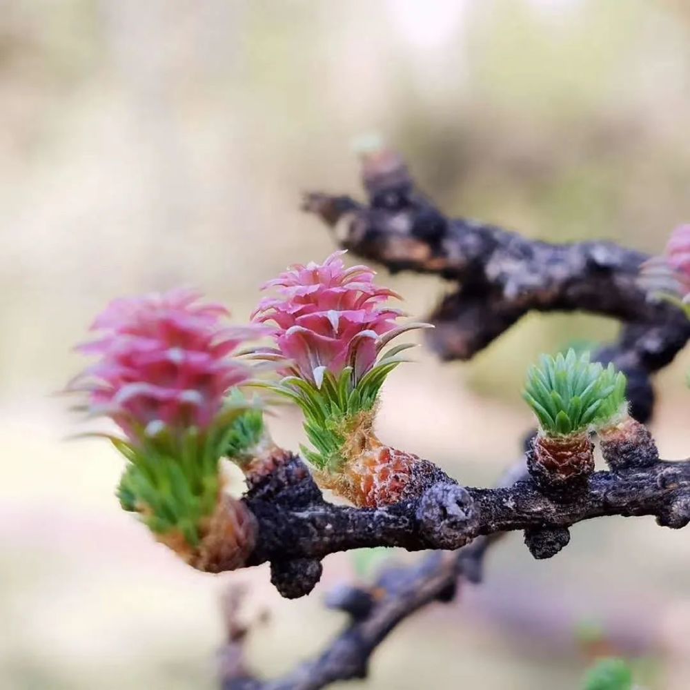 喀纳斯松花开放,笑迎客