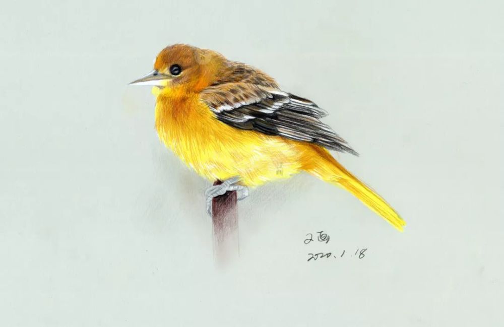 彩铅写实教程 可爱的黄莺鸟