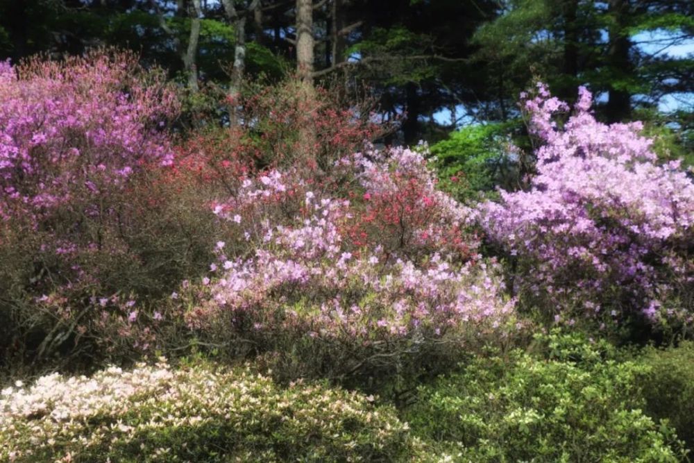 杜鹃花开映山红 腾讯新闻