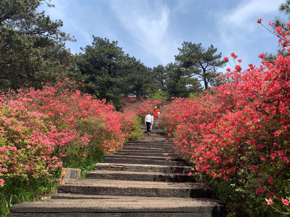 今日龜峰山杜鵑花海實況