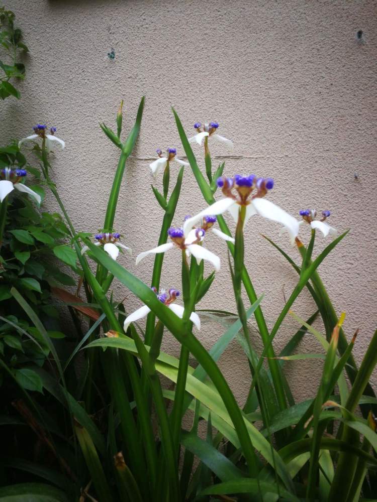 误当吊兰养十多年今天才知道叫巴西鸢尾开紫花美得像艺术品