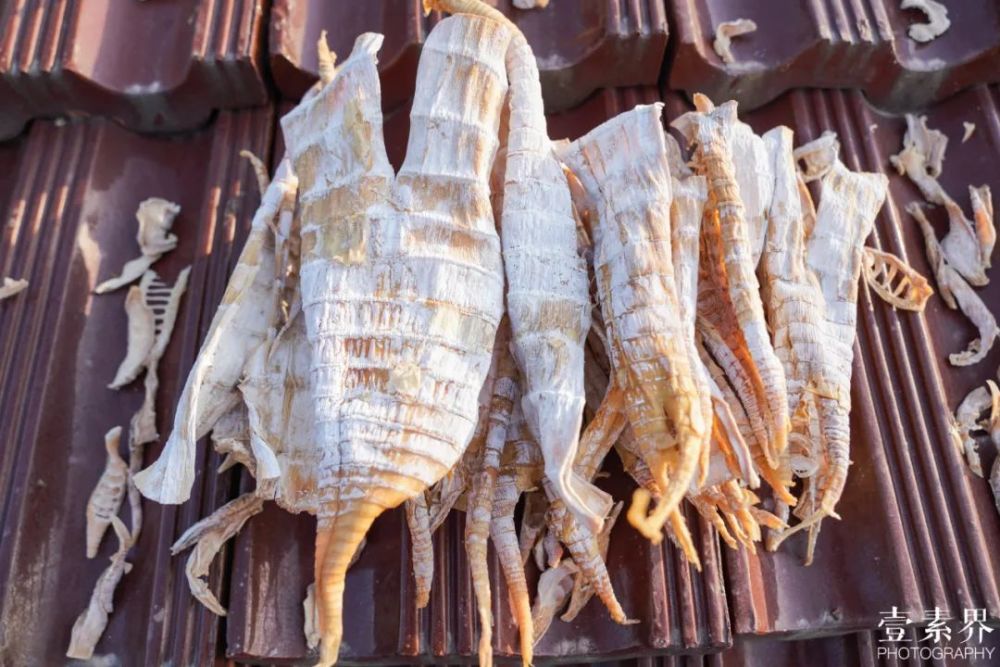 所谓退笋,就是本来要让它长成毛竹,长到一半却死掉