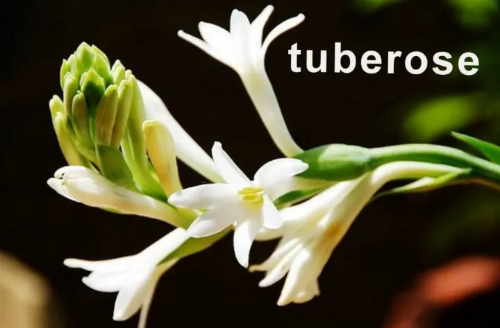 开花 英语怎么说 可不是open Flower 腾讯新闻