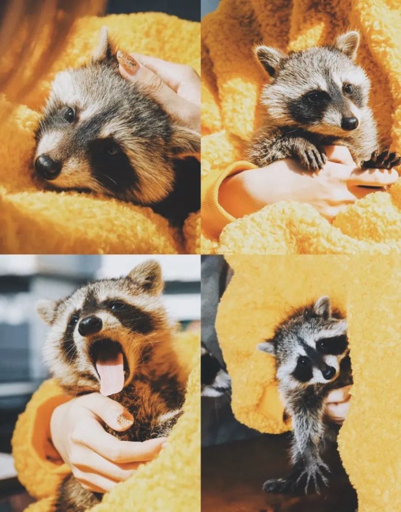 撸猫撸狗撸鸭抱小浣熊,才是有灵魂的"咖啡伴侣"