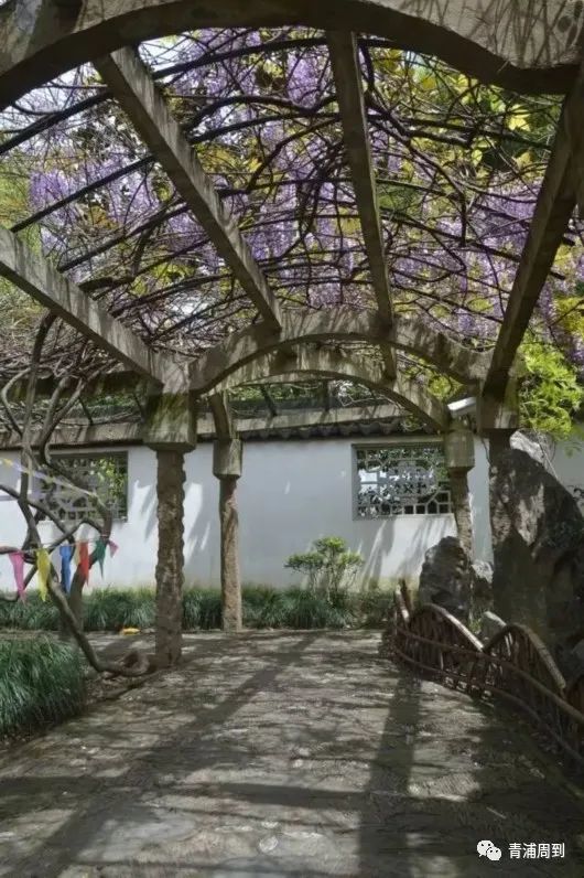 紫藤花开如瀑布!青浦这5个地方美翻了!